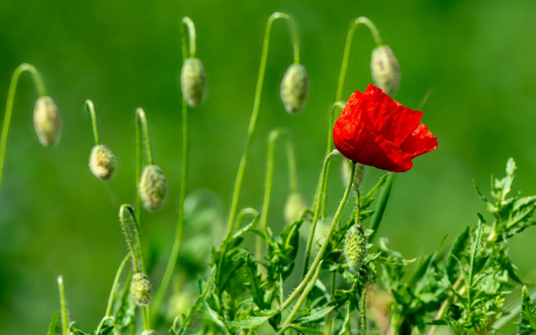 vibrant red poppy in spring bloom