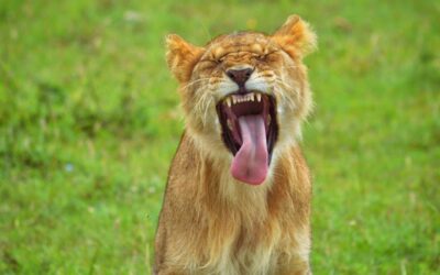 When your voice gets stuck in your throat 