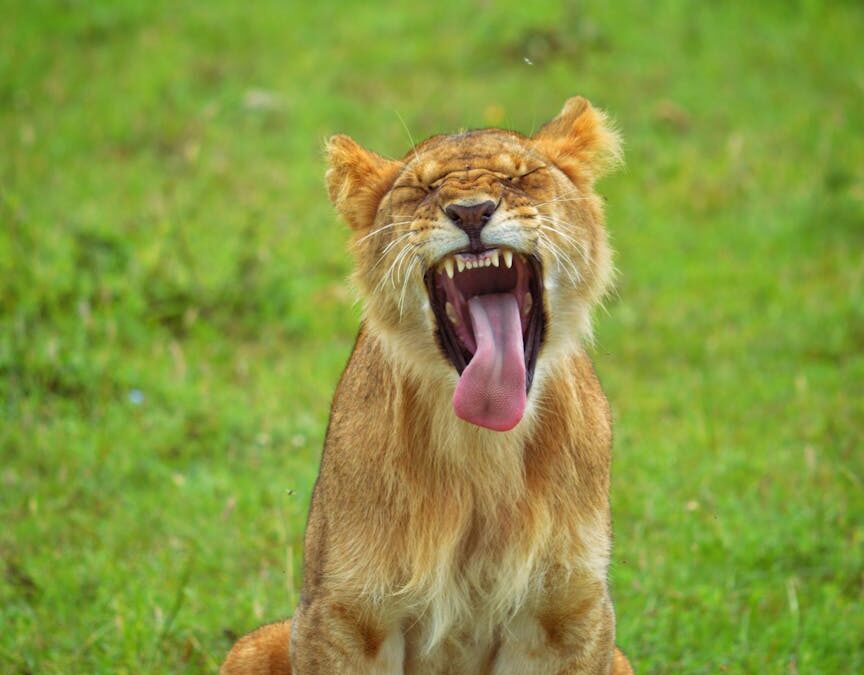 yawning lion in open grassland