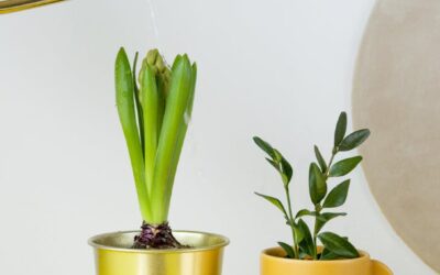 Reflections on Settling In